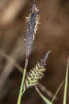 Barratt's sedge